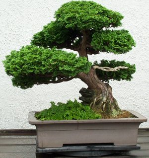 Bonsai 4.jpg